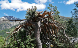 009 - die standhafte